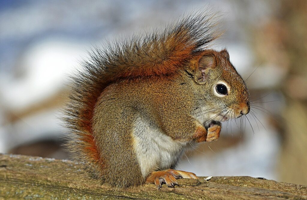 squirrel close up