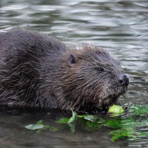 beaver in water