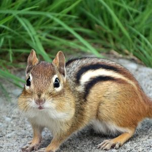 chipmunk close up