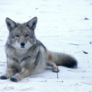 coyote in the snow