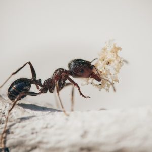 ant close up