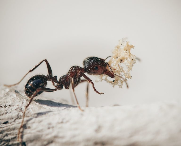 ant close up