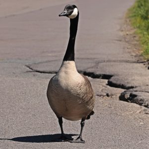 Canada Goose on road