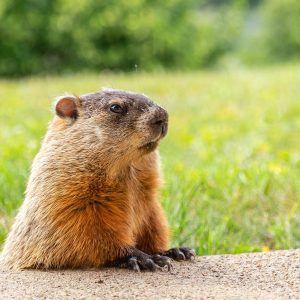 groundhog close up