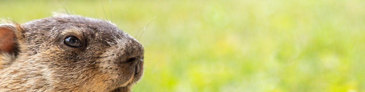 groundhog close up - banner image