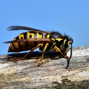 hornet on a plank