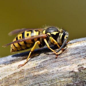 hornet on a plank