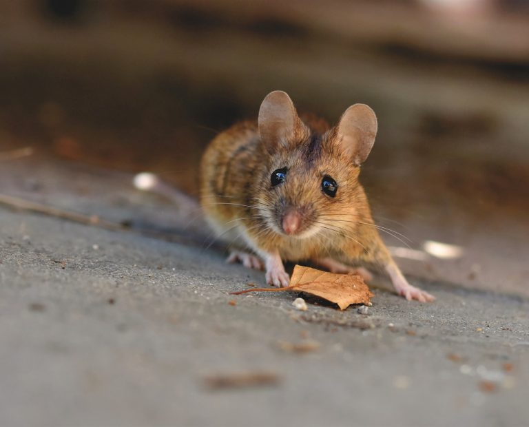 brown mouse