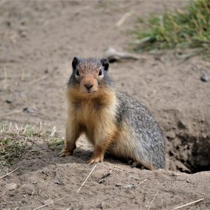 groundhog in burrow