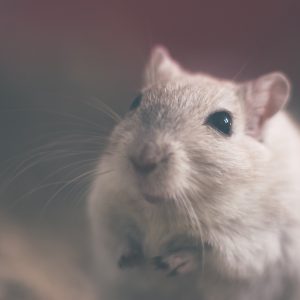 mouse close up
