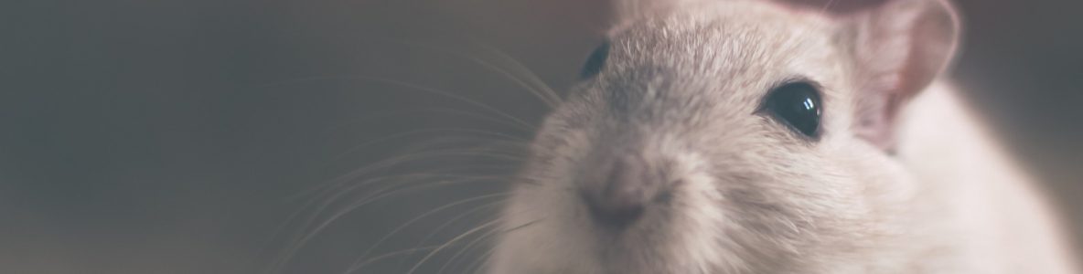 mouse close up - banner image