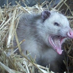 oppossum hissing