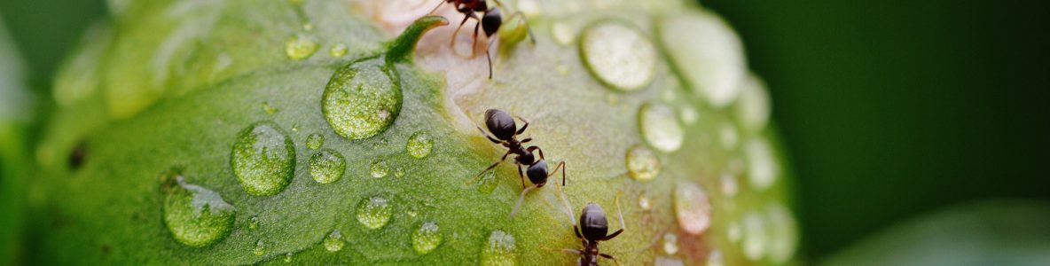 ants on a flower - banner image