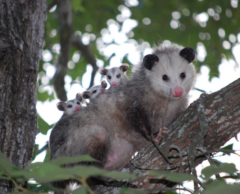 oppossum and babies in a tree