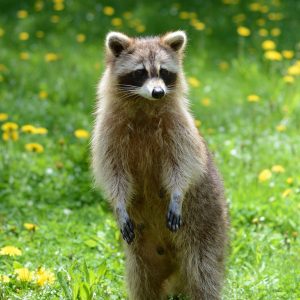 raccoon in field