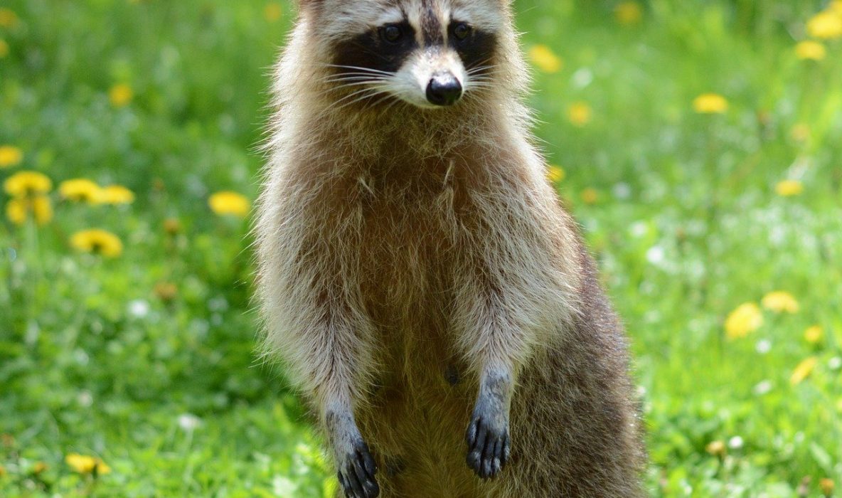 raccoon in field