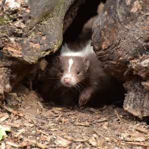 skunk in den close up