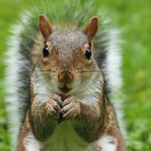 squirrel close up